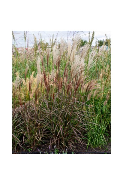 Miscanthus sinensis `Dronning Ingrid`